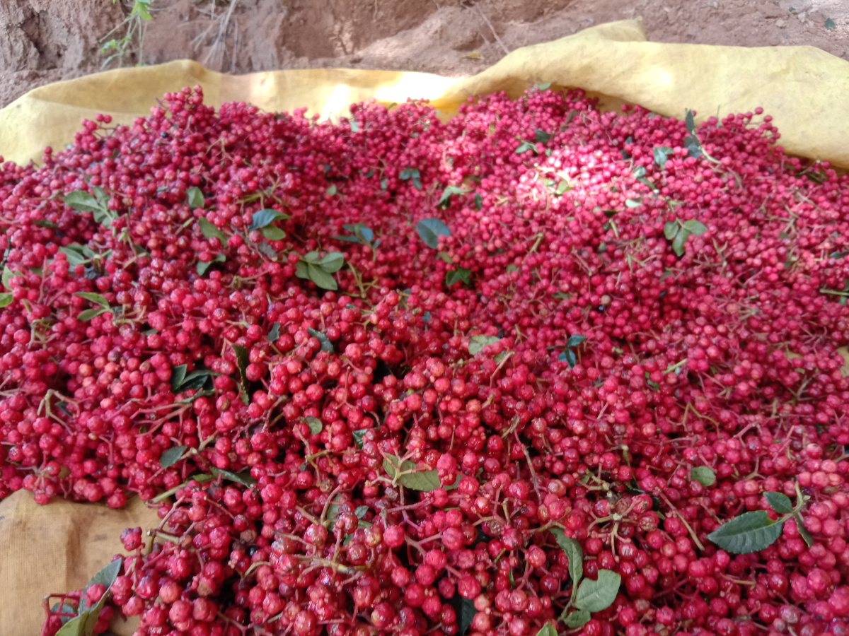 花椒红了红艳艳似珠宝