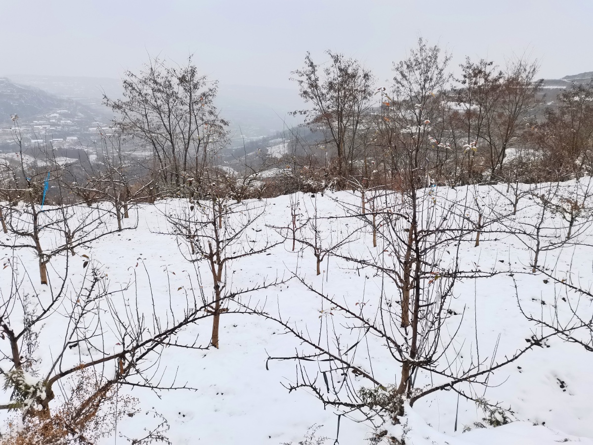 天水乡村元土村下雪了冬天去看雪