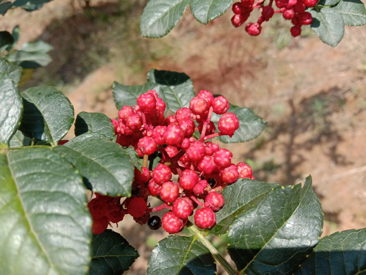 花椒红了红艳艳似珠宝