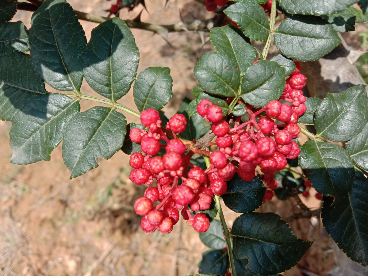 花椒红了红艳艳似珠宝