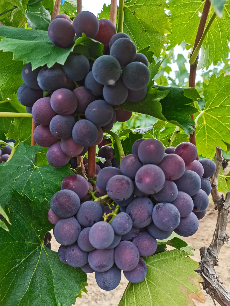 甘肃省天水市麦积区董家河的葡萄熟了