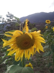 IMG_20160731_191107