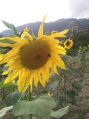IMG_20160731_190812