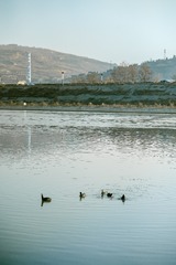 1000016244