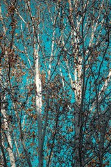 1000016102