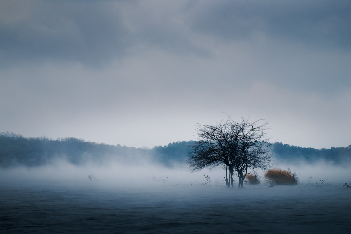 寒风中被淹的那棵树