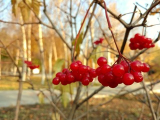 IMG_20161018_142533711-01