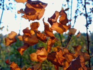 IMG_20161018_152210529-01