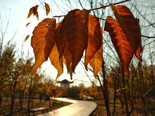IMG_20161018_140945900-01