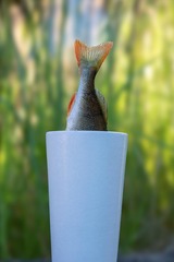 _IMG4929_DxO