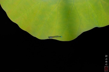 IMG_1409-2_