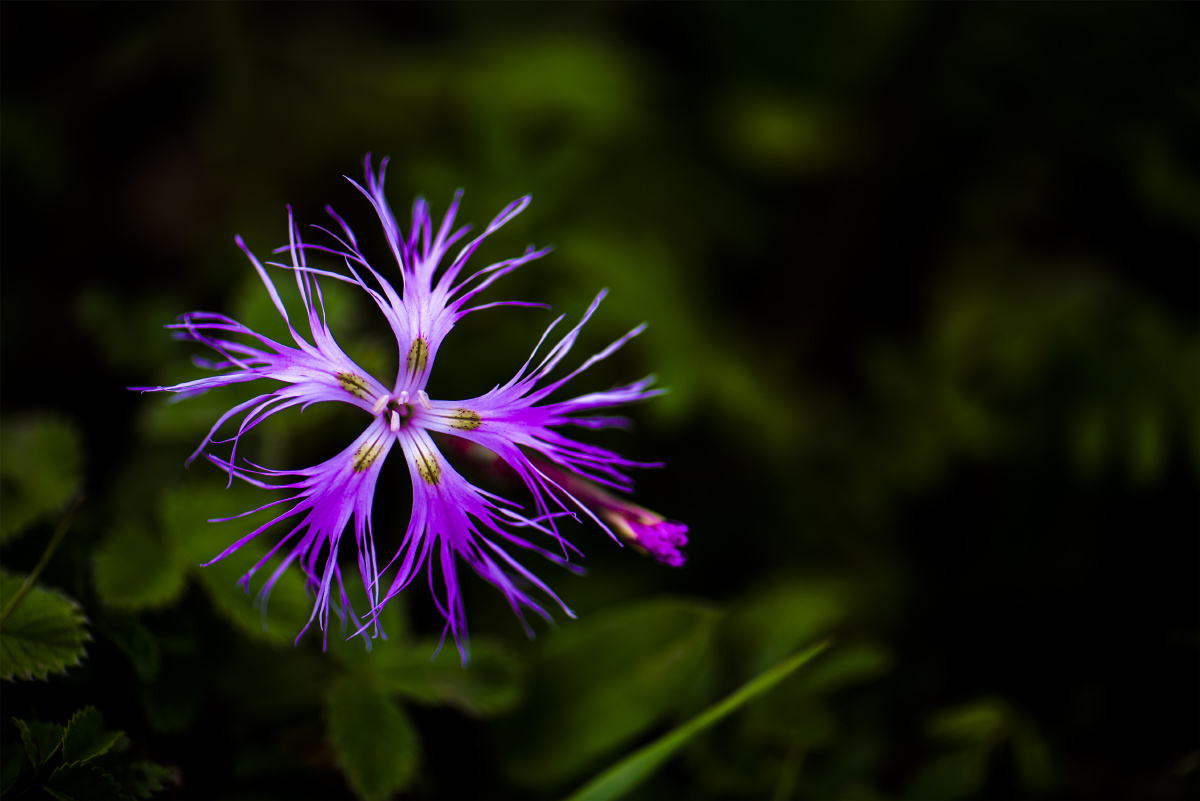 小五台野生植物高山瞿麦