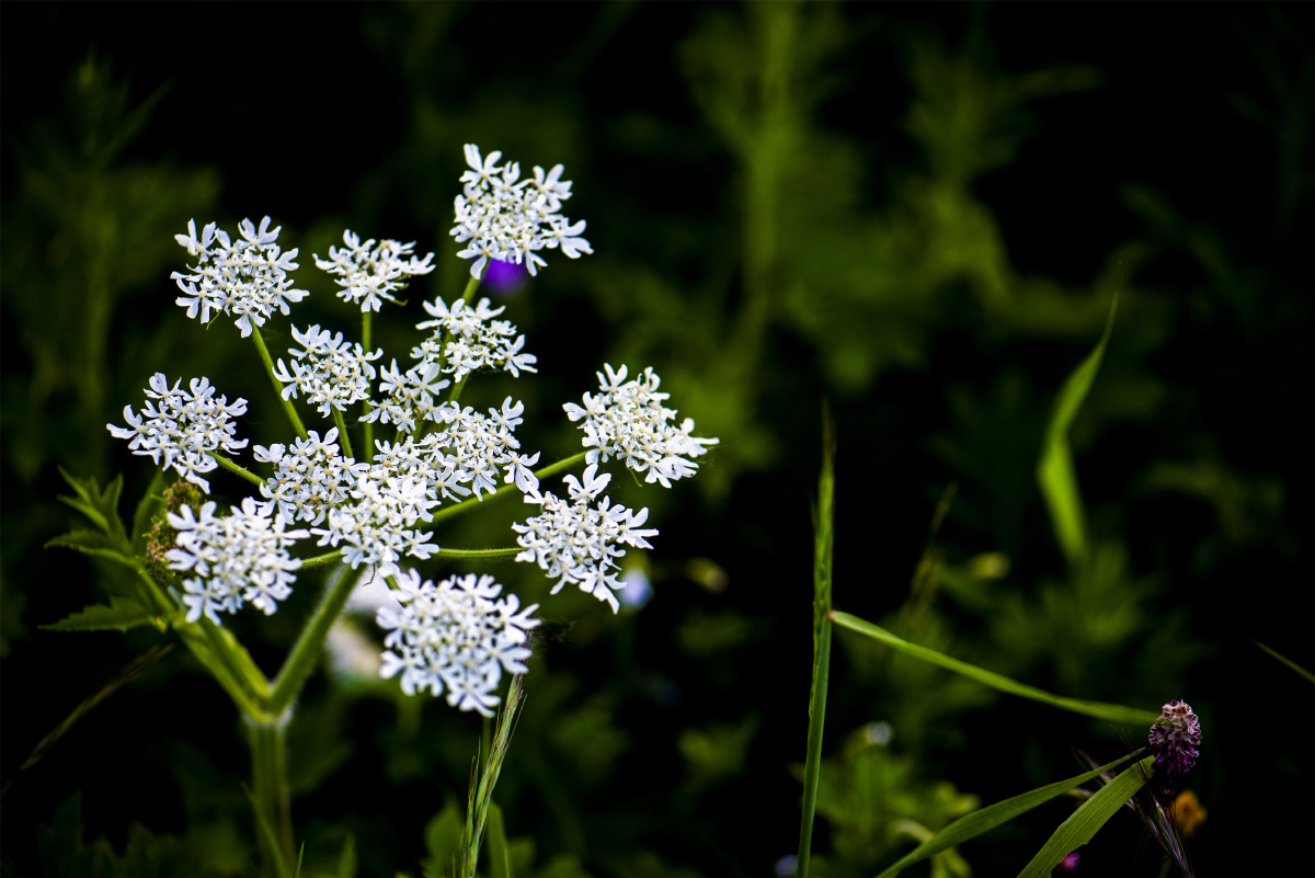小五台野生植物独活