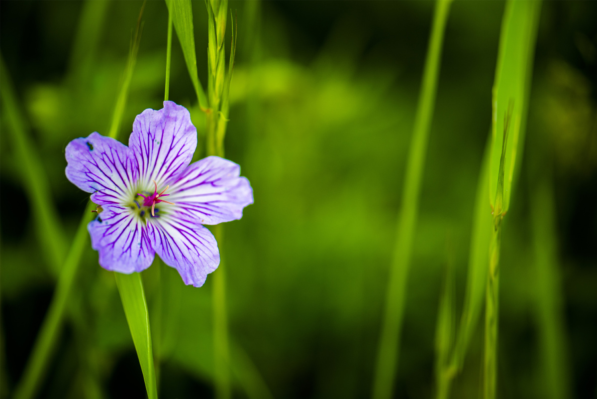 小五台野生植物灰背老鹳草