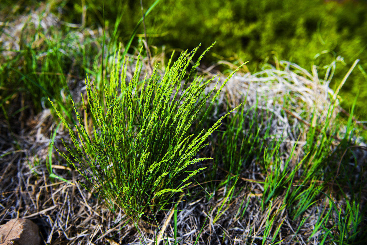 【小五台野生植物】—黑麦草.