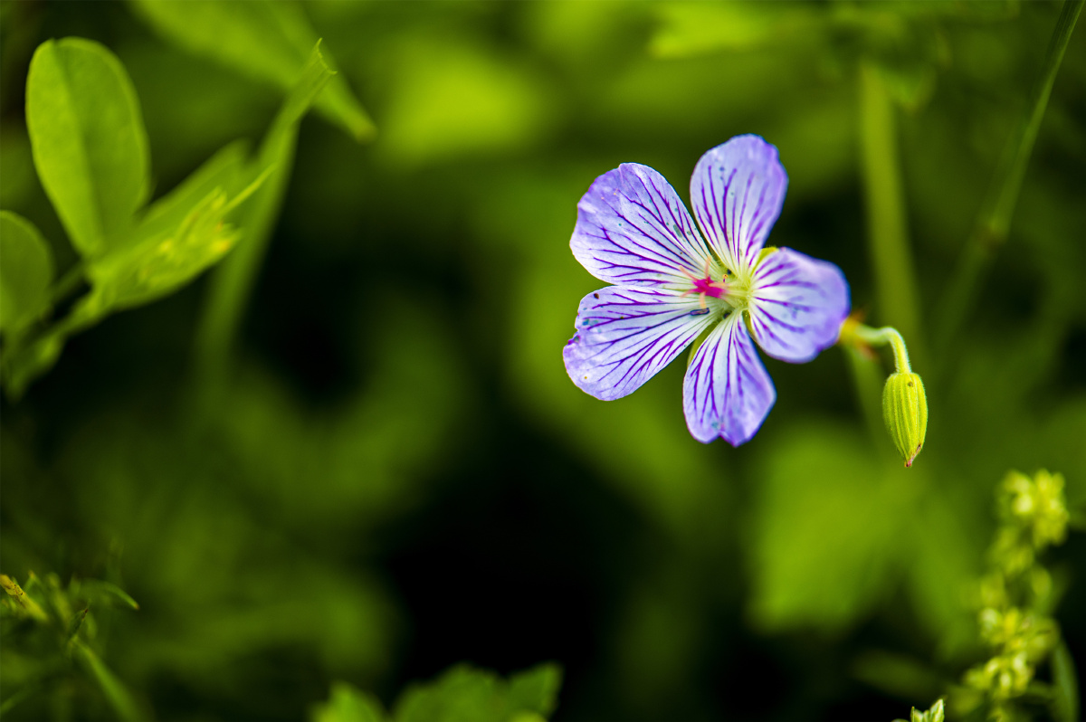 【小五台野生植物】-灰背老鹳草. - 凝福庭瑞 - 图虫