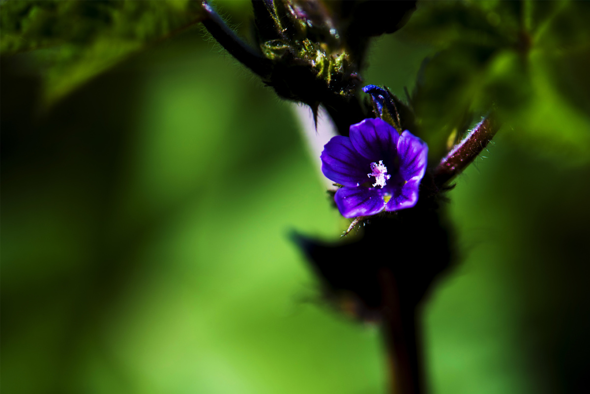 【小五台野生植物随拍】～野葵. - 凝福庭瑞 - 图虫
