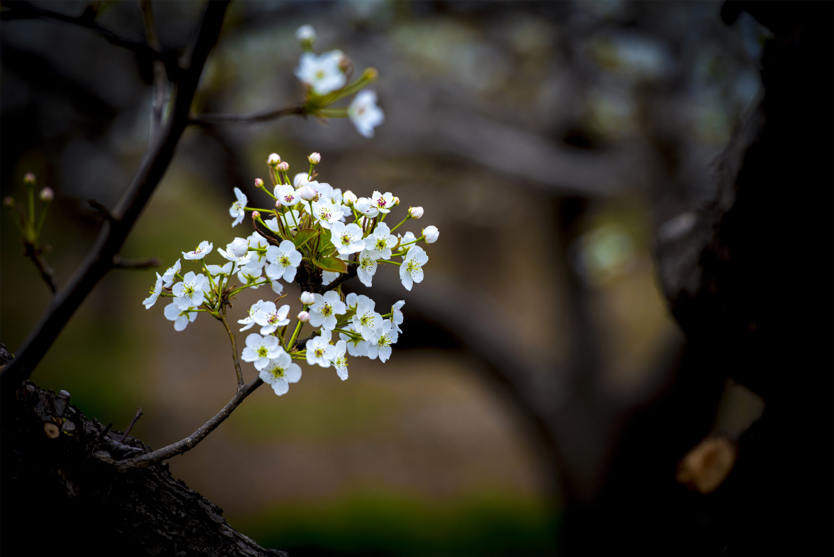 三月梨花开