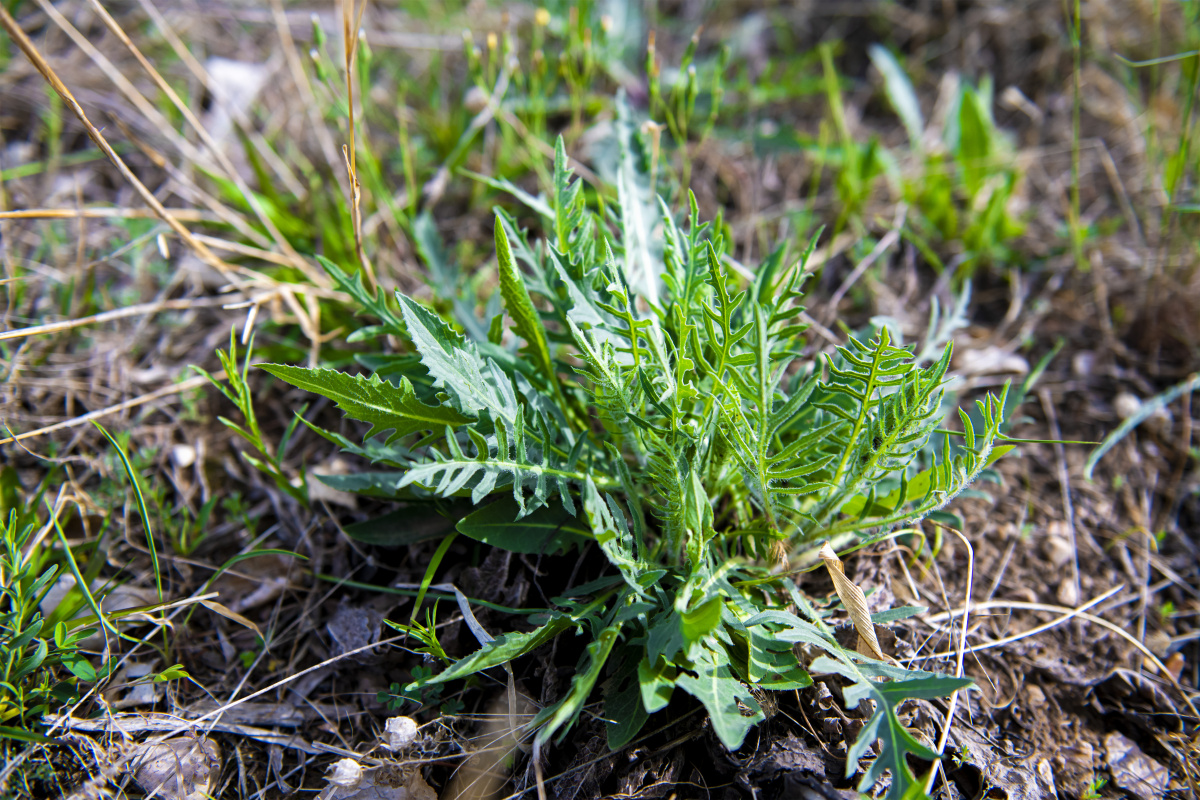 【小五台野生植物】—黑麦草 - 凝福庭瑞 - 图虫