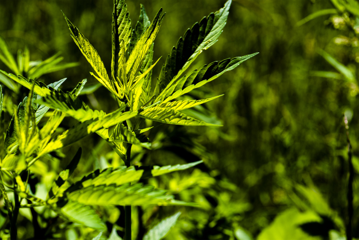 小五台野生植物火麻