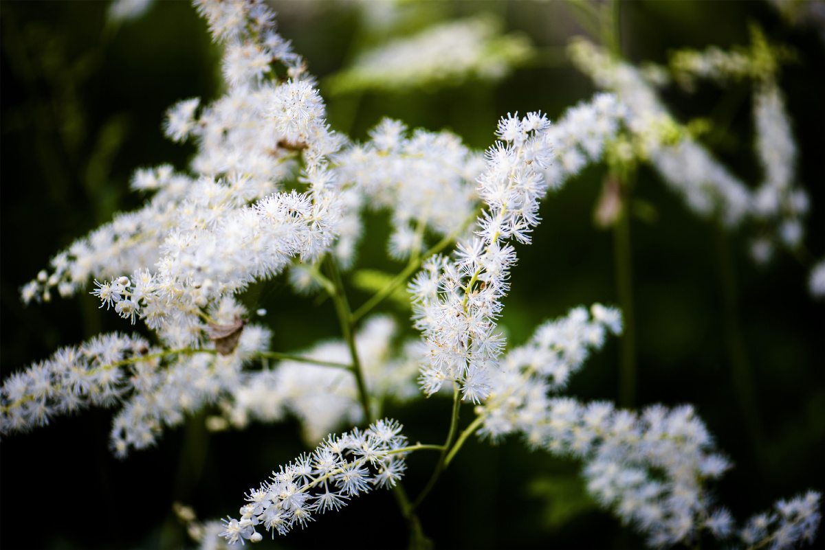 小五台野生植物假升麻