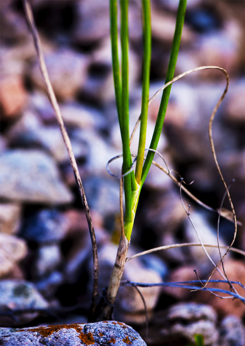 小五台野生植物随拍野葱男人的宝贝壮阳草