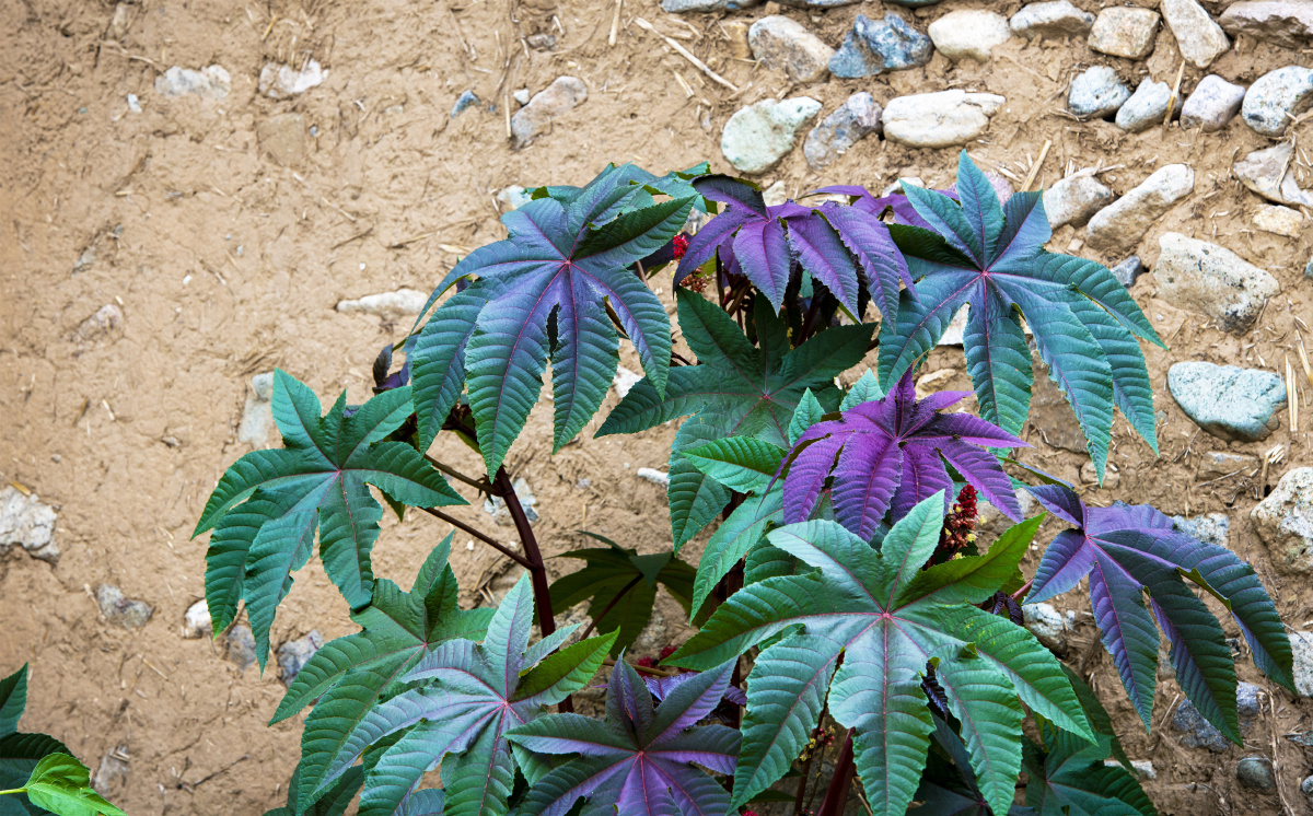 小五台野生植物野生蓖麻