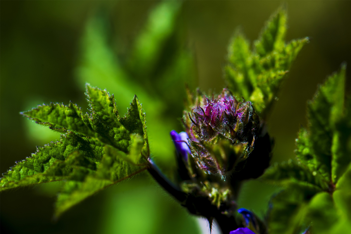 【小五台野生植物随拍】～野葵. - 凝福庭瑞 - 图虫