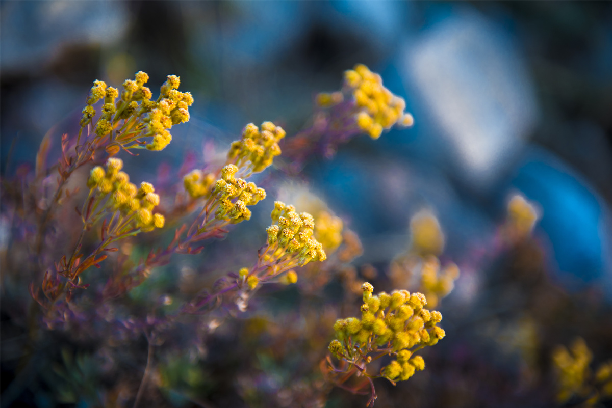 小五台野生植物随拍亚菊菊科亚菊属植物原产我国前