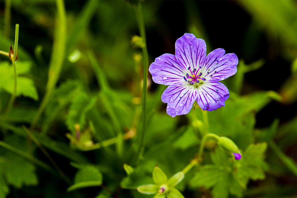 小五台野生植物灰背老鹳草