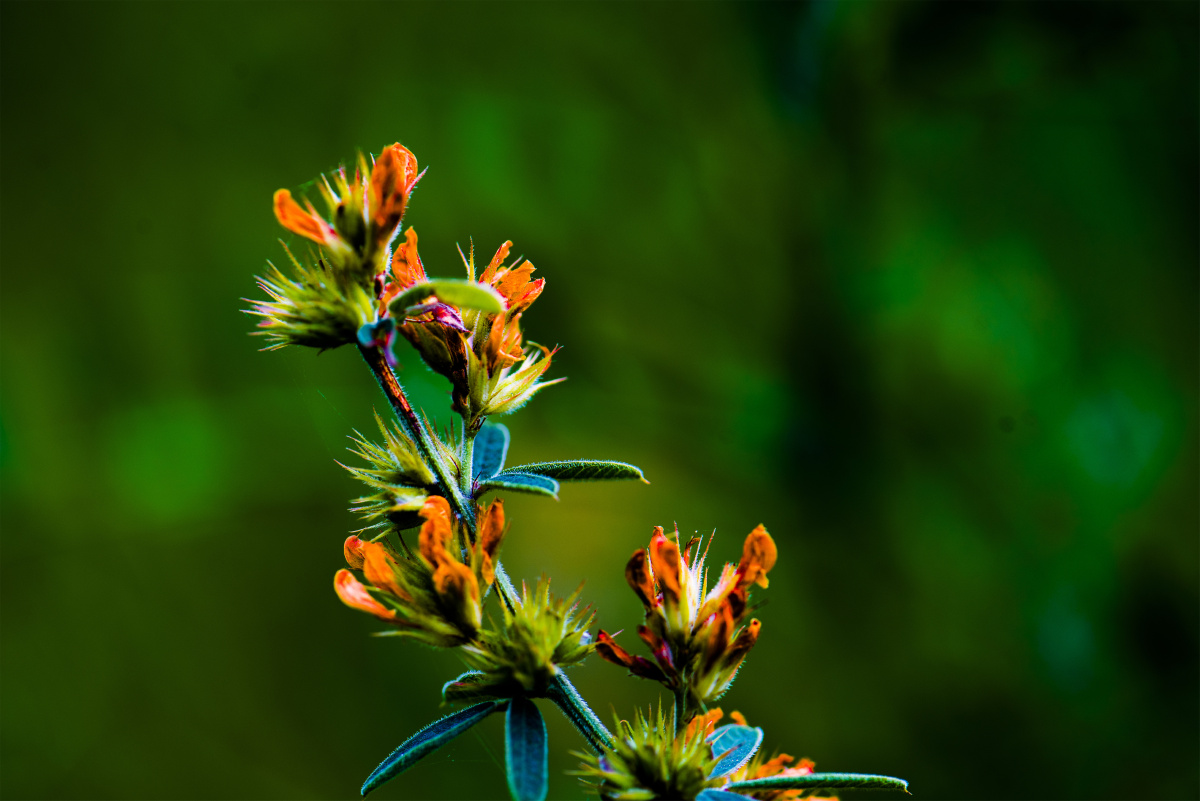 【小五台野生植物】—胡枝子