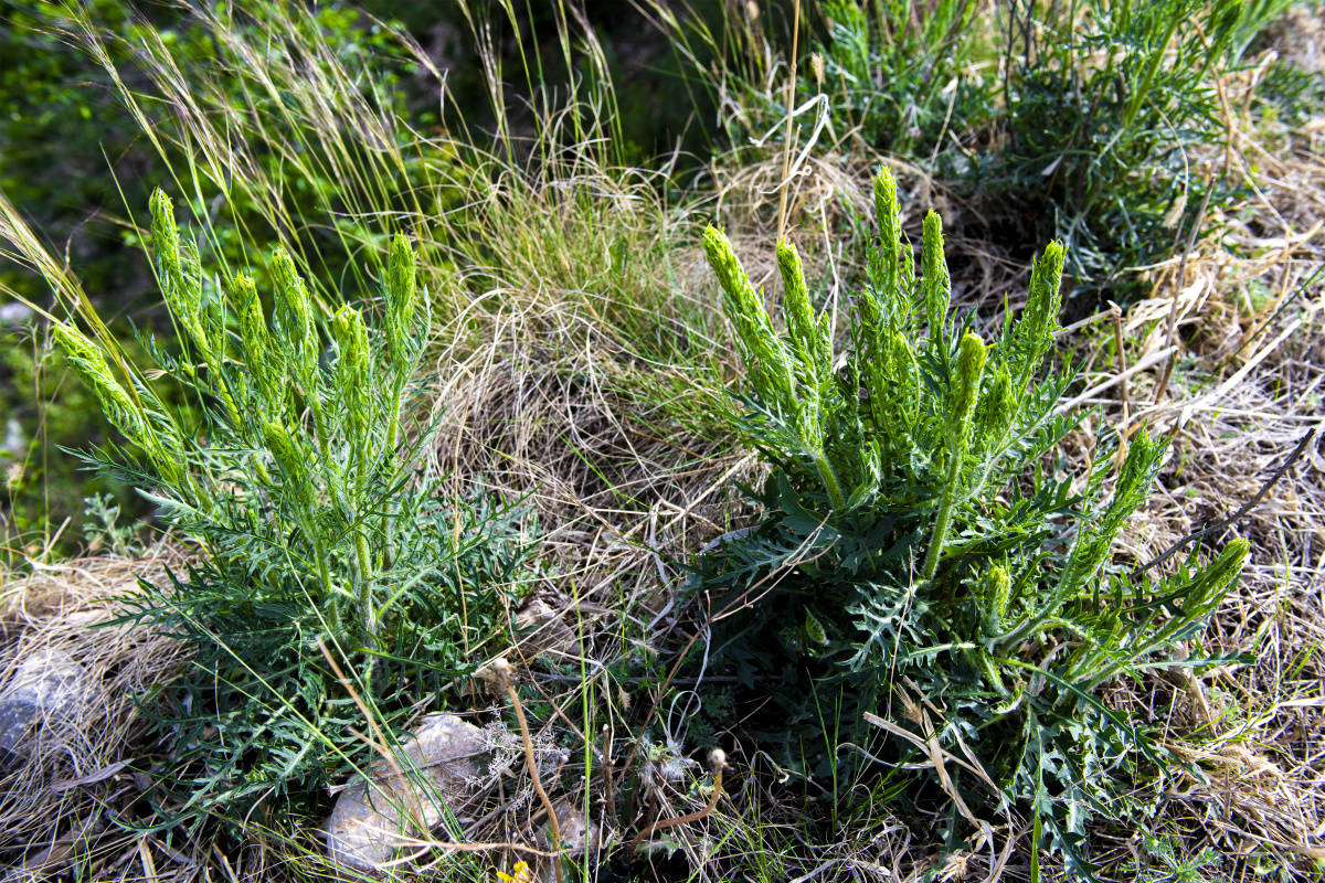 【小五台野生植物】—黑麦草 - 凝福庭瑞 - 图虫