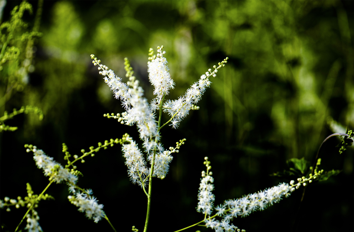 小五台野生植物假升麻