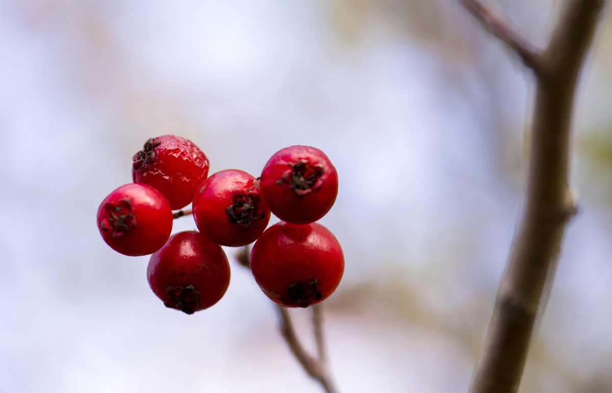 小五台野生植物随拍野山楂