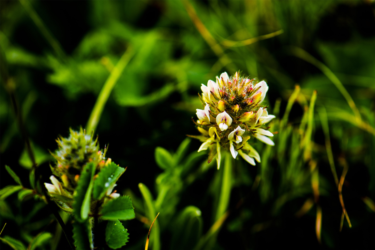 小五台野生植物黄毛棘豆