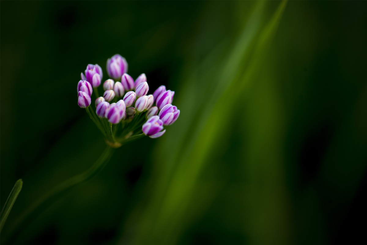 小五台野生植物随拍野韭菜花