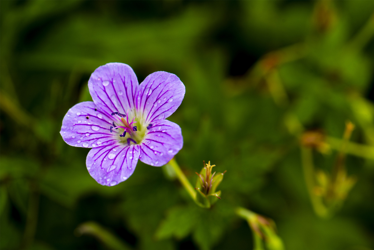 【小五台野生植物】-灰背老鹳草. - 凝福庭瑞 - 图虫