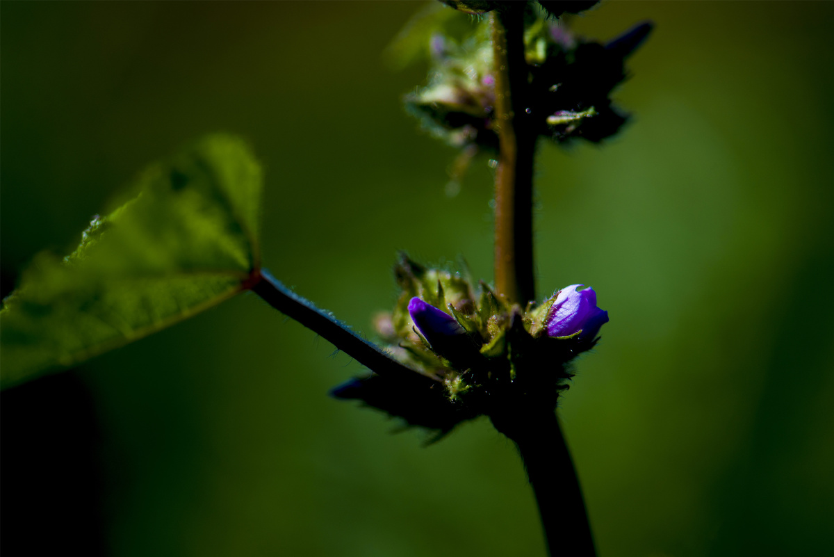 【小五台野生植物随拍】～野葵. - 凝福庭瑞 - 图虫