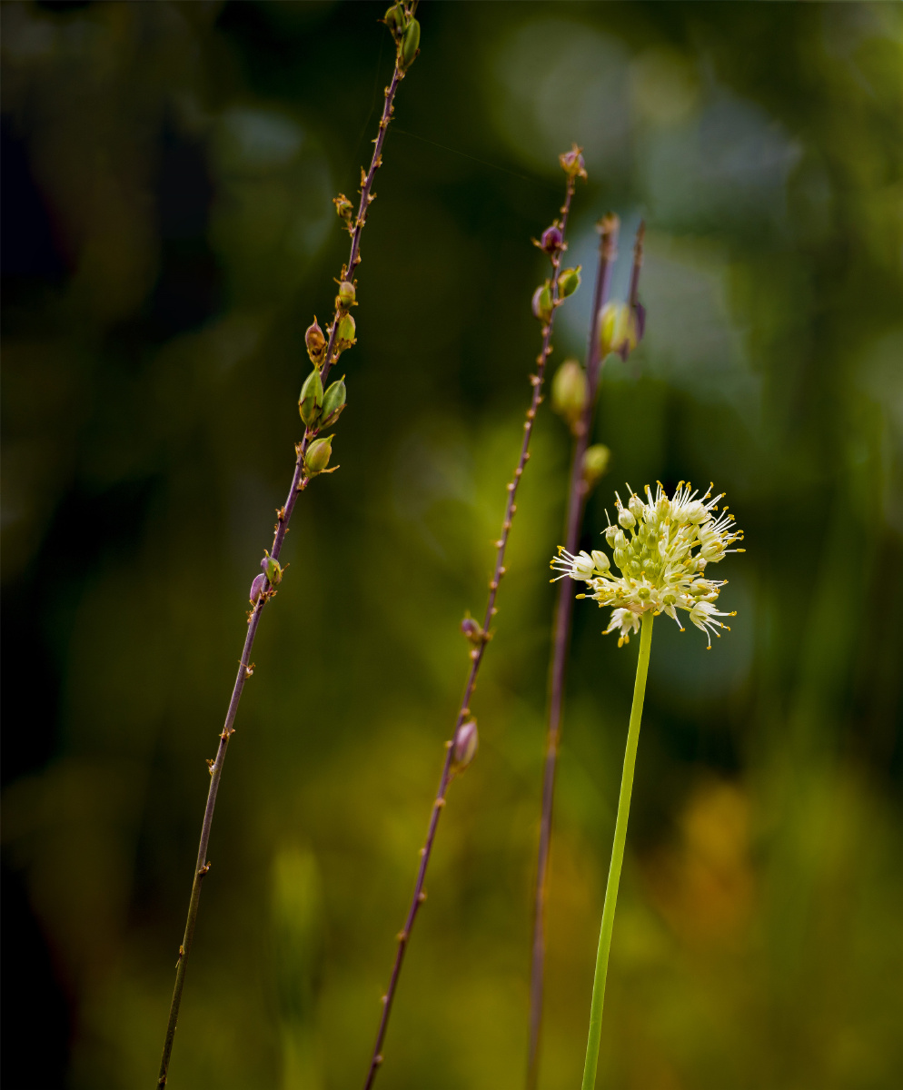 小五台山野生植物随拍黄花葱药葱可食用