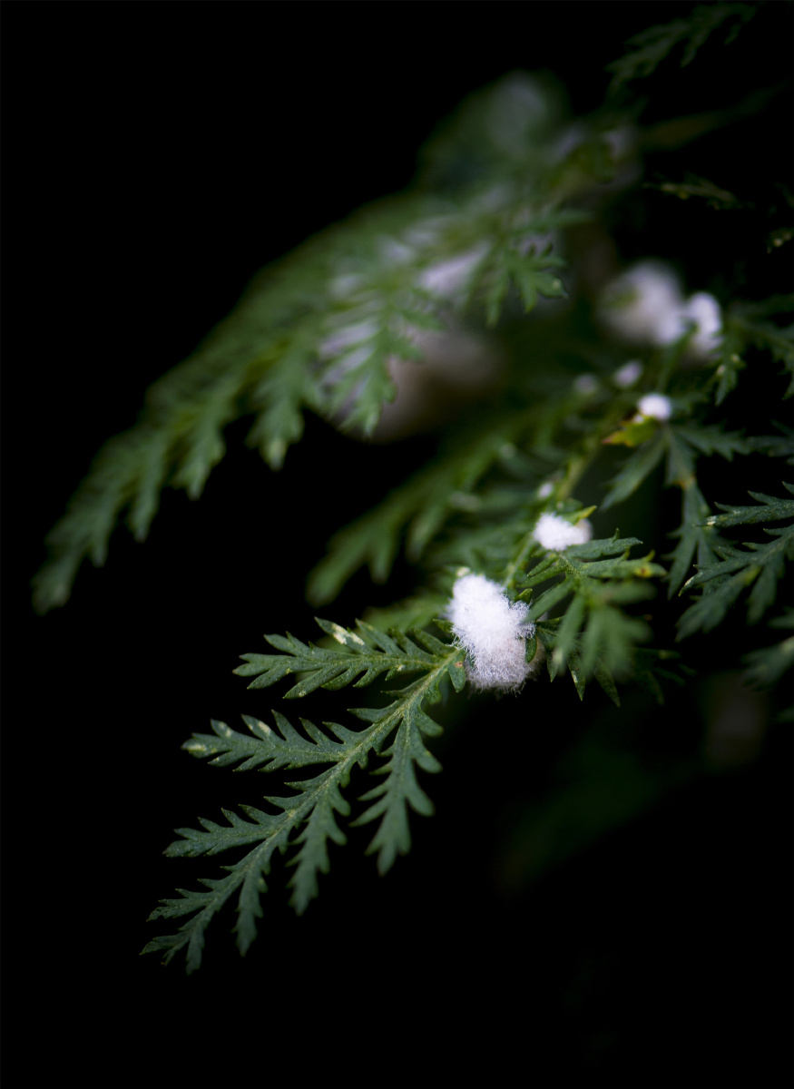 小五台山野生植物随拍～灰莲蒿,也称万年蒿,民间入药,具有清热解毒