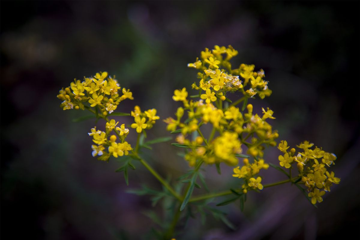 小五台山野生植物随拍糙叶败酱