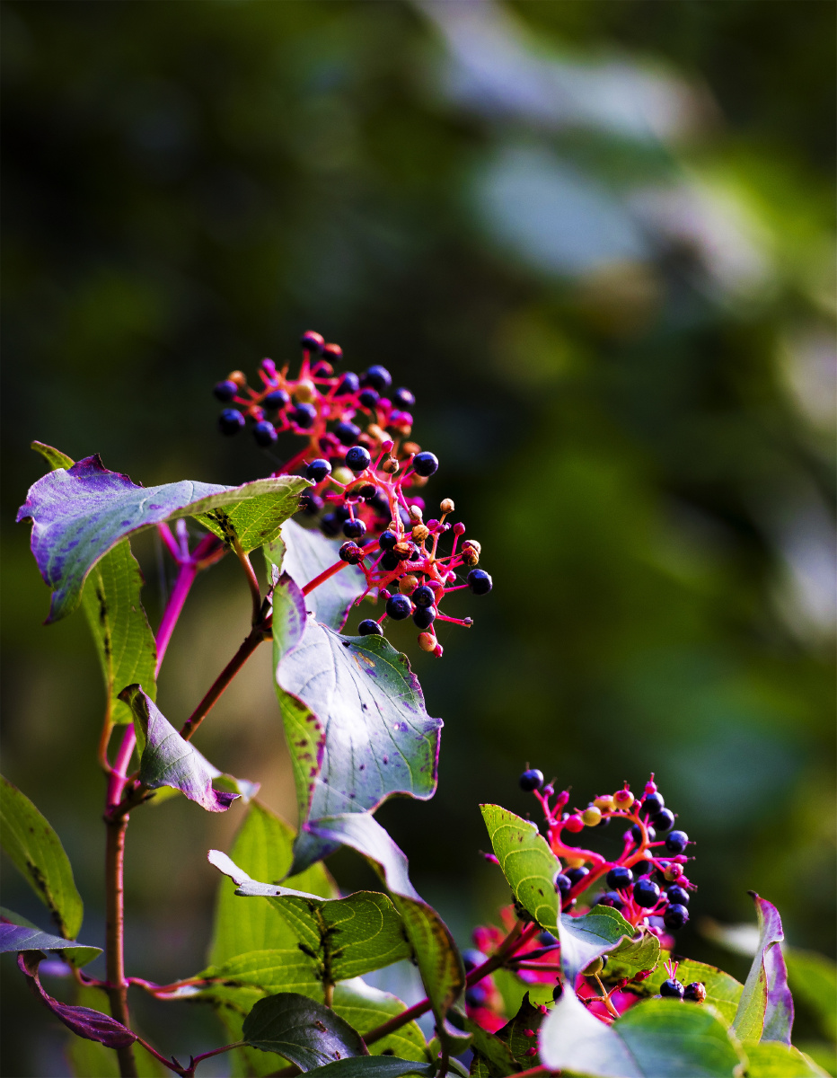 小五台山野生植物随拍沙梾类似于枸杞但味道很苦涩秋季花果一体红紫