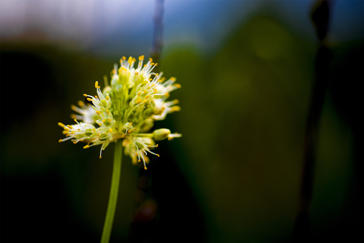 小五台山野生植物随拍黄花葱药葱可食用