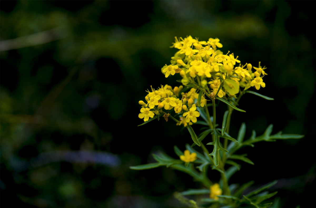 小五台山野生植物随拍糙叶败酱