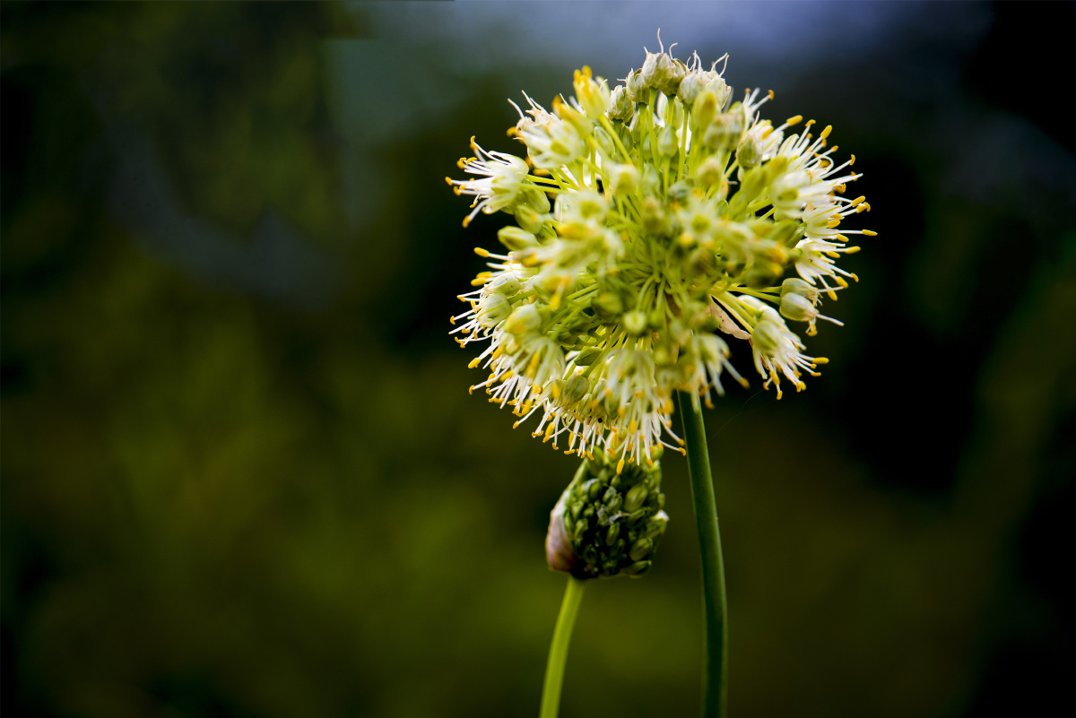 小五台山野生植物随拍黄花葱药葱可食用