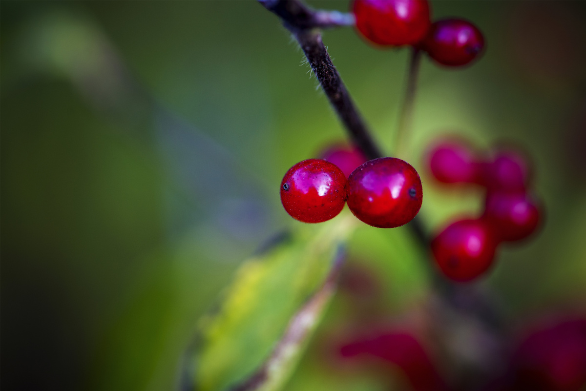 河北省张家口市小五台山野生植物随拍华西忍冬妇科传统中药材活血调经