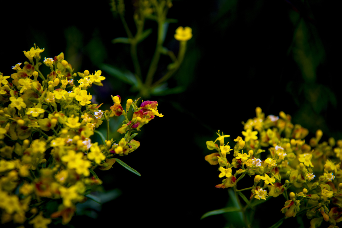 小五台山野生植物随拍糙叶败酱