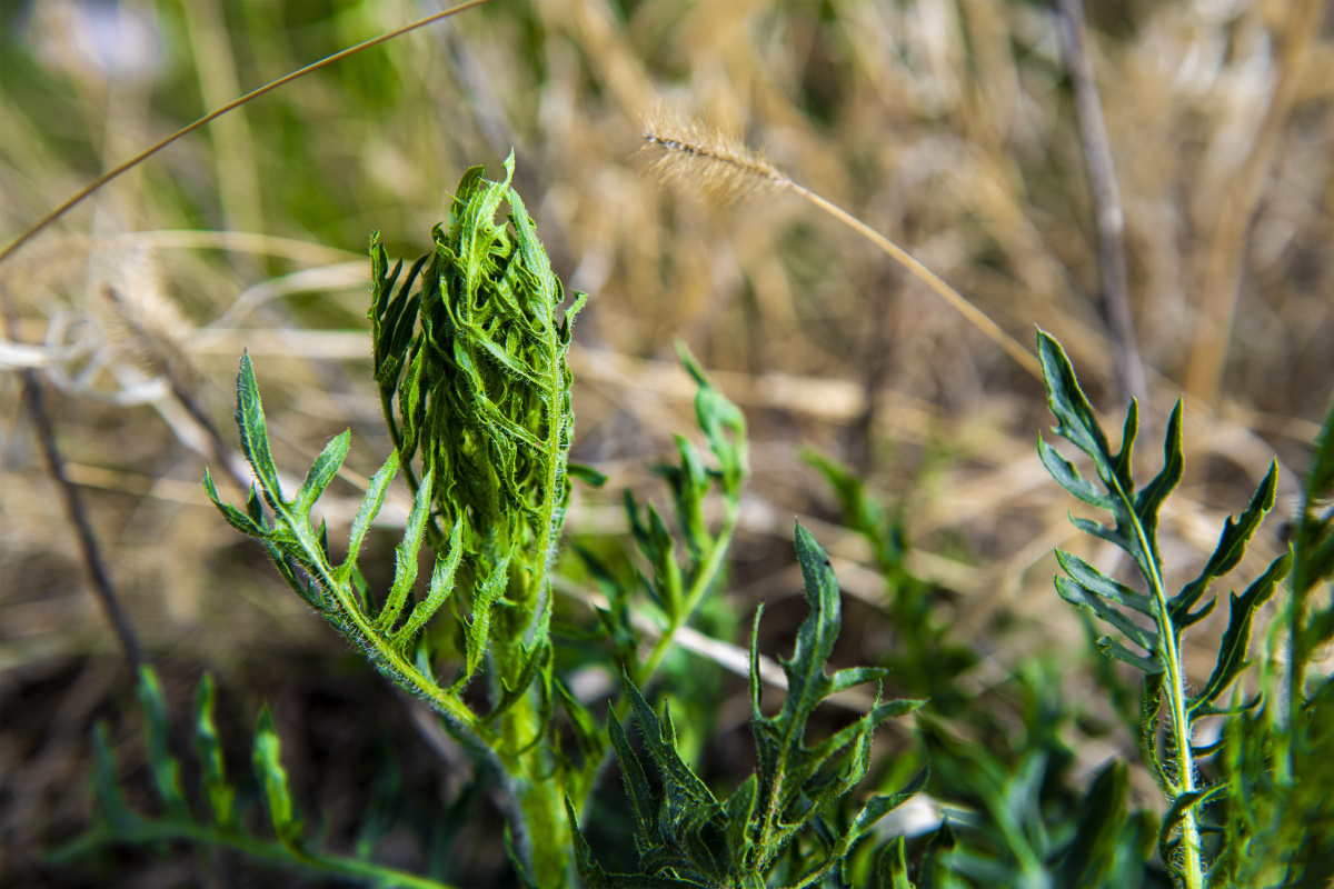 【小五台野生植物】—黑麦草 - 凝福庭瑞 - 图虫