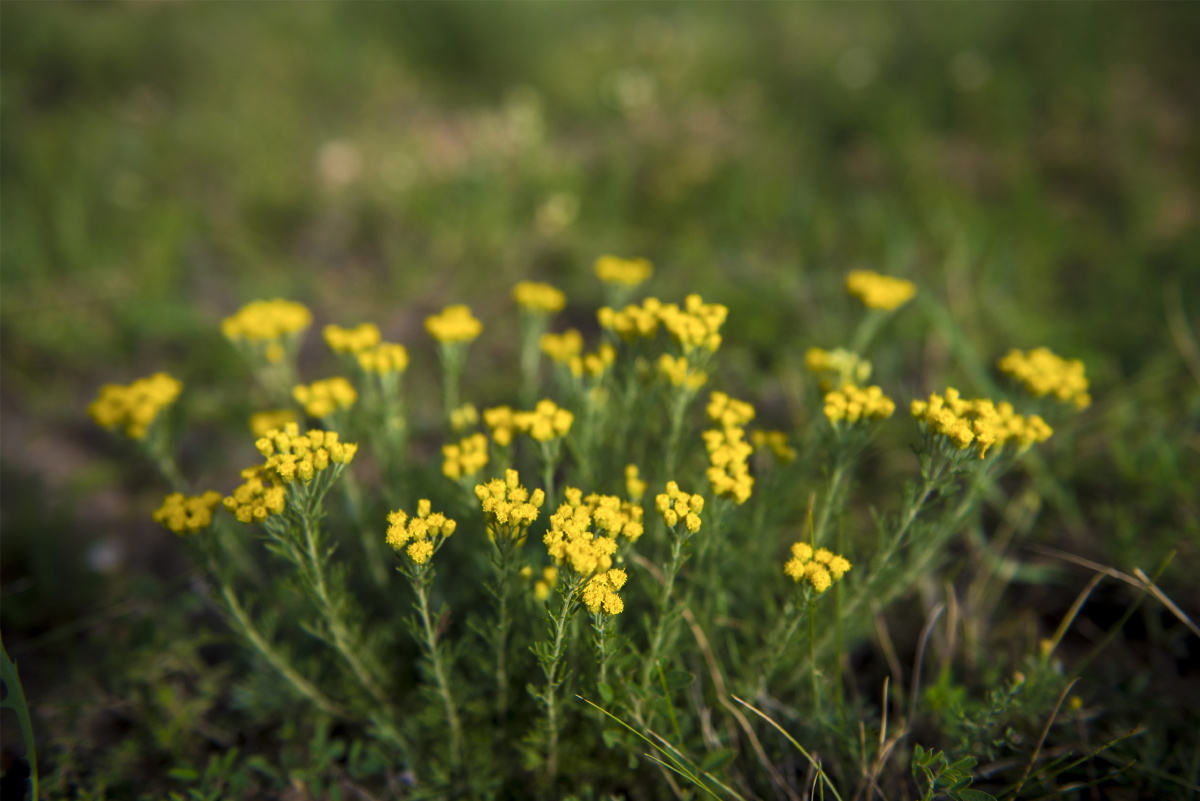 小五台野生植物随拍亚菊菊科亚菊属植物原产我国前