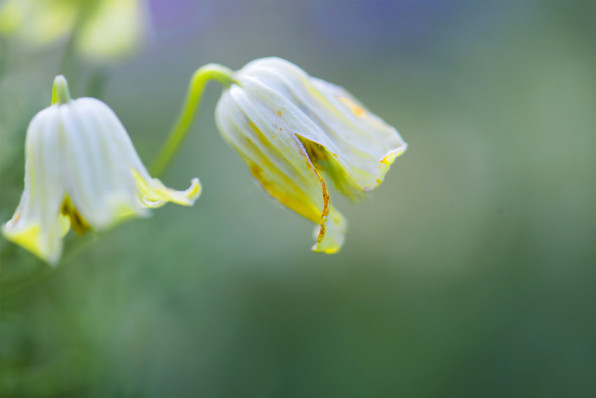 小五台野生植物高原毛茛
